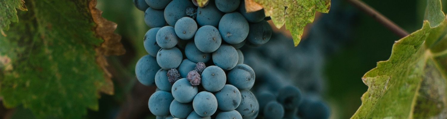 Ripe Cabernet Sauvignon grapes